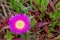 Hottentot-fig Carpobrotus edulis