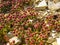 Hottentot Fig - Ice Plant on California Beach