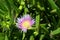 Hottentot Fig Latin name Carpobrotus edulis