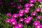 `Hottentot fig` is a succulent plant with fuchsia flowers and its scientific name is Carpobrotus of the Aizoaceae family