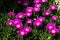 `Hottentot fig` is a succulent plant with fuchsia flowers and its scientific name is Carpobrotus of the Aizoaceae family