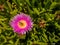 Hottentot plant and bee