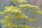 Hottentot`s Tea Plant Flower Clusters Helichrysum nudifolium