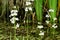 Hottonia palustris - Water violet or featherfoil in flower, Secret Gardens, Norfolk, England, UK