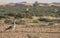 Houbara bustard in a desert near dubai