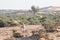 Houbara bustards fighting for the right to mate in the desert of Dubai, UAE.