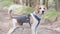 Hound Beagle dog in forest, looking around for scent.