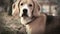 Hound beagle dog portrait tracks down fowl