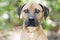 Hound Black Mouth Cur mix breed dog portrait