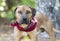 Hound Black Mouth Cur mix breed dog with red bandana outside on leash. Dog rescue pet adoption photography for animal shelter