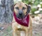 Hound Black Mouth Cur mix breed dog with red bandana outside on leash. Dog rescue pet adoption photography for animal shelter