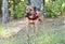 Hound Black Mouth Cur mix breed dog with red bandana outside on leash. Dog rescue pet adoption photography for animal shelter