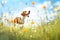 hound chasing butterflies in a wildflower meadow