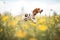 hound chasing butterflies in a wildflower meadow