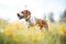 hound chasing butterflies in a wildflower meadow