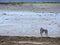 Hound dog on an empty beach, Copy space, Selective focus