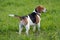 Hound dog English Beagle on meadow