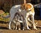 Hound dog puppies feeding