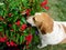 Hound dog taking time to smell the flowers