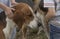 Hound from a hunting pack being petted