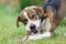 Hound mixed breed dog chewing bone