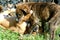 Hound Puppies Playing