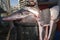 Hound shark finning