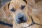 Hound Sharpei Adoption Photo