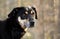 Hound shepherd cattledog mixed breed dog