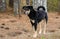 Hound shepherd cattledog mixed breed dog