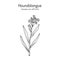 Houndstongue Cynoglossum officinale , medicinal plant