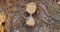 Hourglass stands on a tree in the autumn forest. Close-up