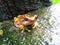 Hourglass Treefrog-Rana ArborÃ­cola Manchada-Dendropsophus ebraccatus