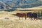 Hourses in the Kurai steppe with the Altay mountains on a background