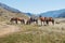 Hourses in the Kurai steppe with the Altay mountains on a background