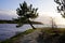 Hourtin sand beach wood pine in Lake carcans in gironde France