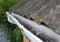 House asbestos roof with plastic roof gutter pipe. House guttering with holders.