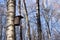 A house for a bird from a piece of wood hangs on a tree among birches. Birdhouse in spring in the forest