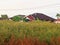 a house blocked by tall wild grass in Kalimantan Selatan taken in the morning.