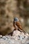 House bunting, Emberiza sahari, Morocco