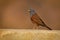 House bunting - Emberiza sahari  passerine bird in the bunting family Emberizidae, resident breeder of dry country from north-