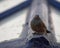 House bunting sitting on blue skylight, Essaouria Morocco