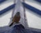 House bunting sitting on blue skylight, Essaouria Morocco