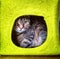 The house for the cat. The domestic cat lies in a beautiful bright house in green