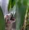 House cat eating houseplant