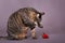 House cat grooming licking paw sitting by single ripe strawberry