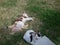 House cats in garden at day