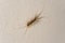 House centipede