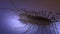 House centipede cleaning its first legs