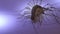 House centipede cleaning its last leg